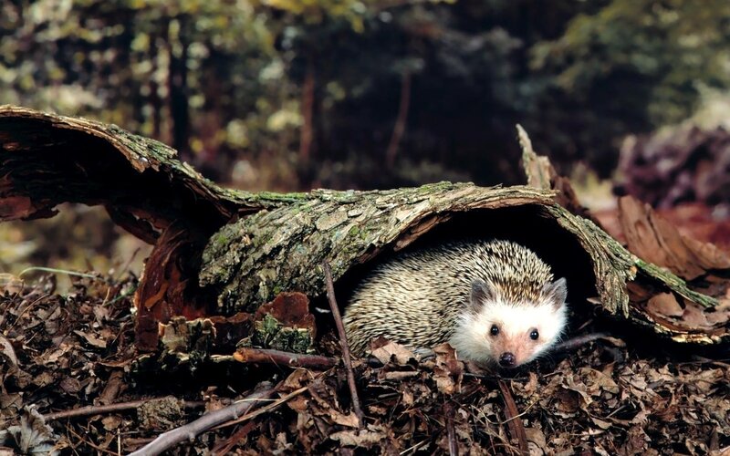 Hedgehog under a log