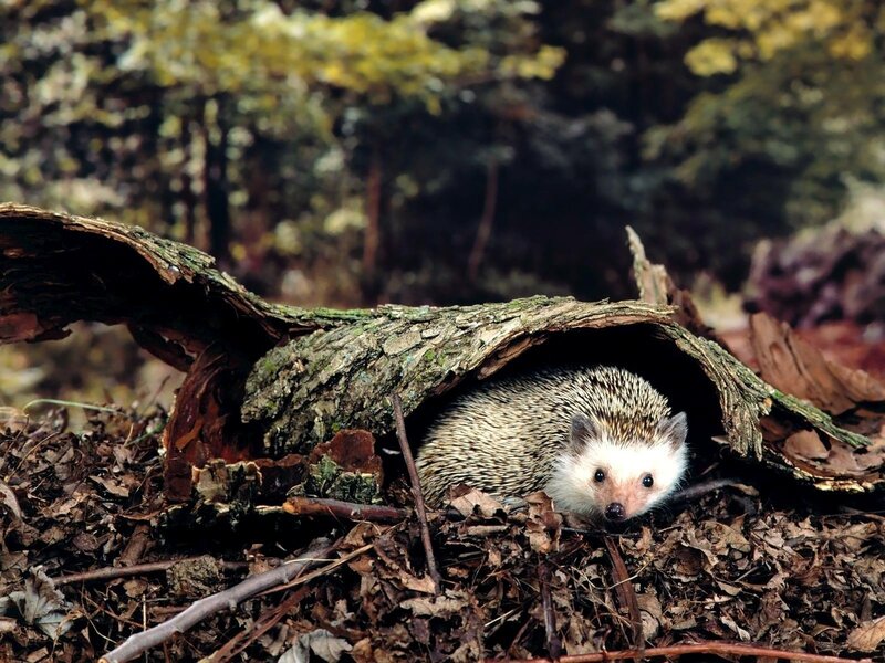 Hedgehog under Log — Brown