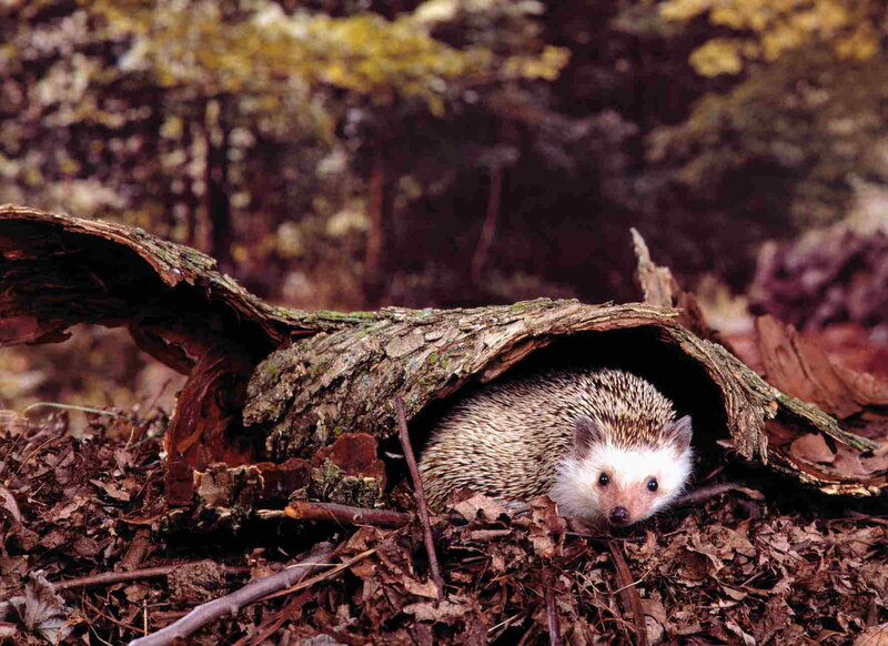 Hedgehog under Log