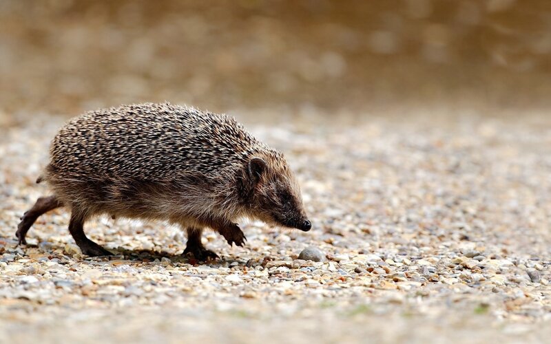 hedgehog walking on gravel