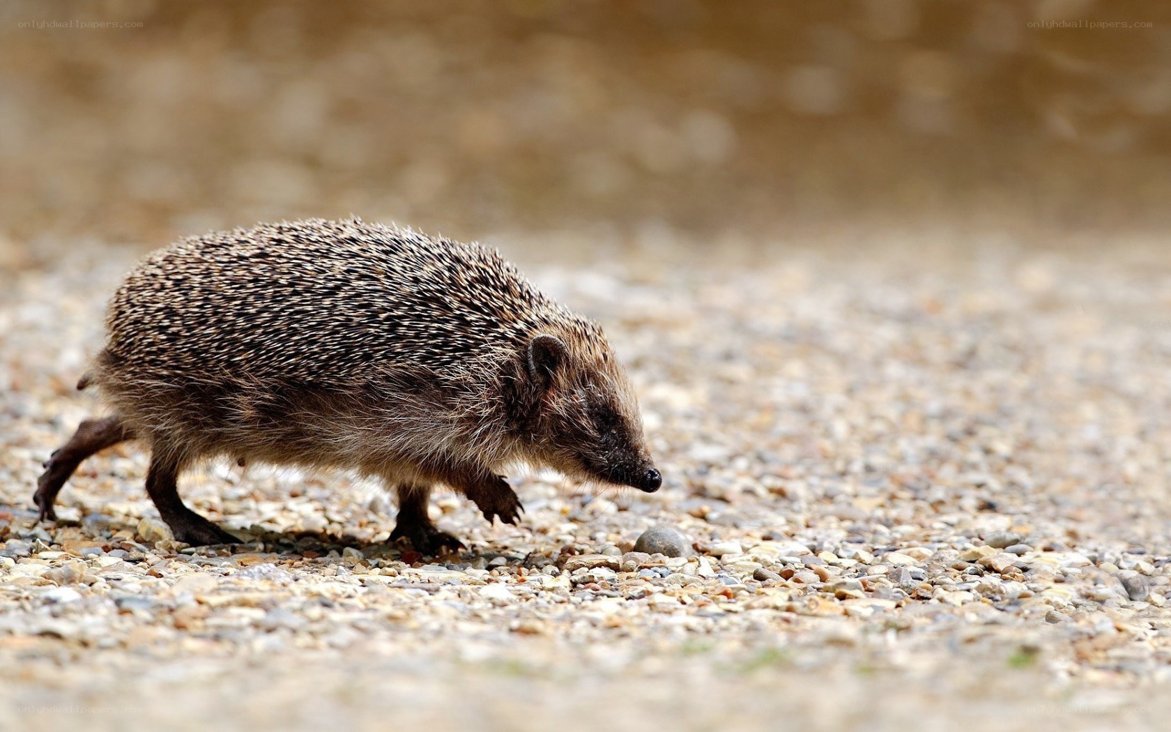 hedgehog walking on gravel