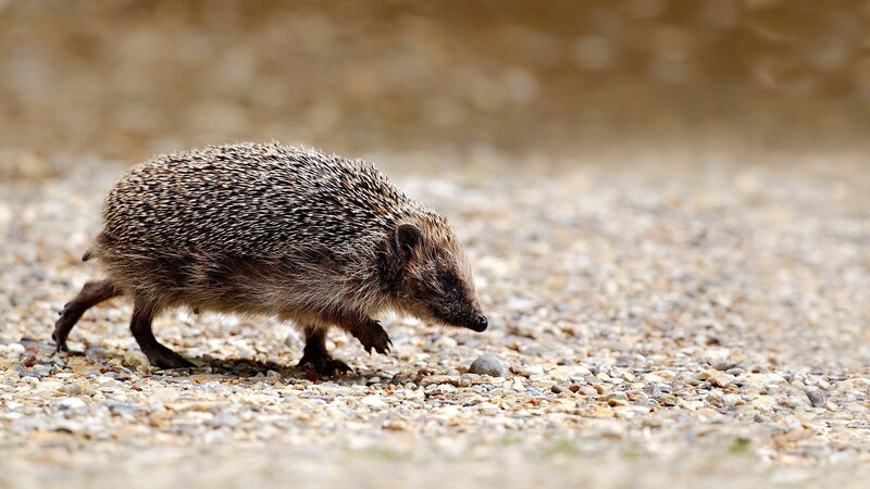 Hedgehog Walking on Gravel — Brown