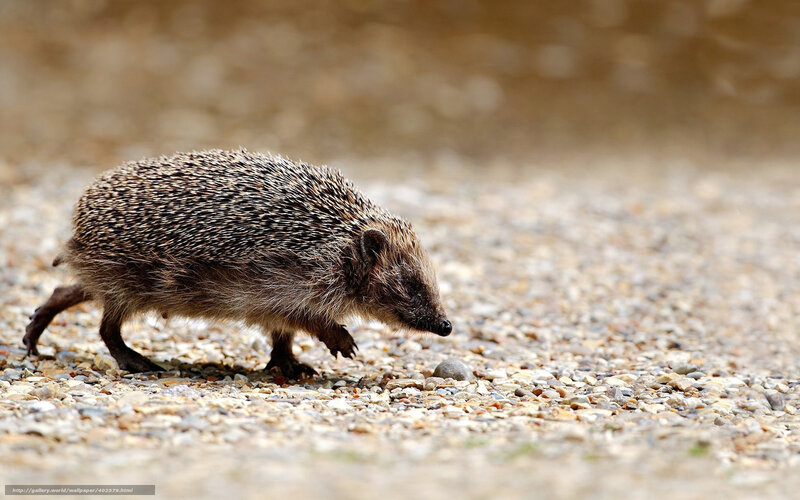 Hedgehog walking on gravel