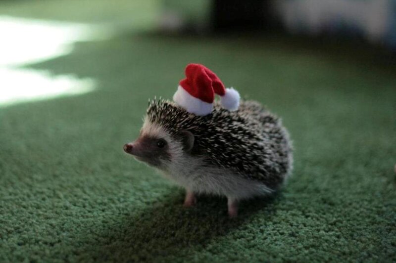 Hedgehog Wearing Santa Hat