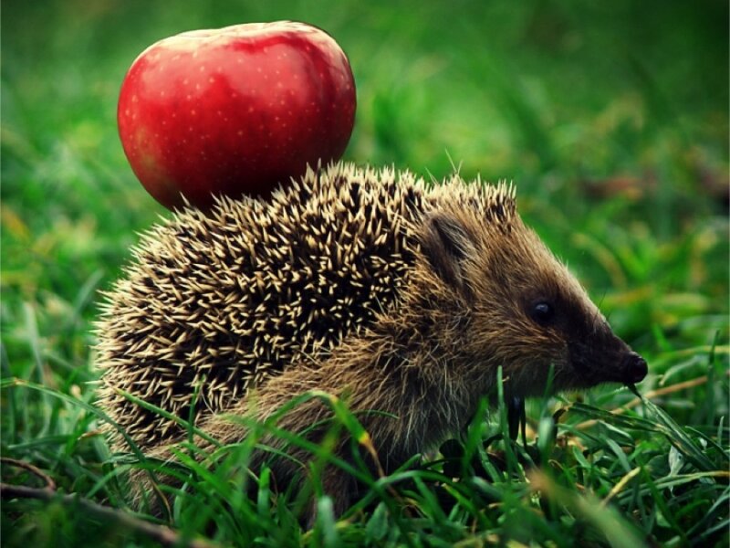 Hedgehog with Apple