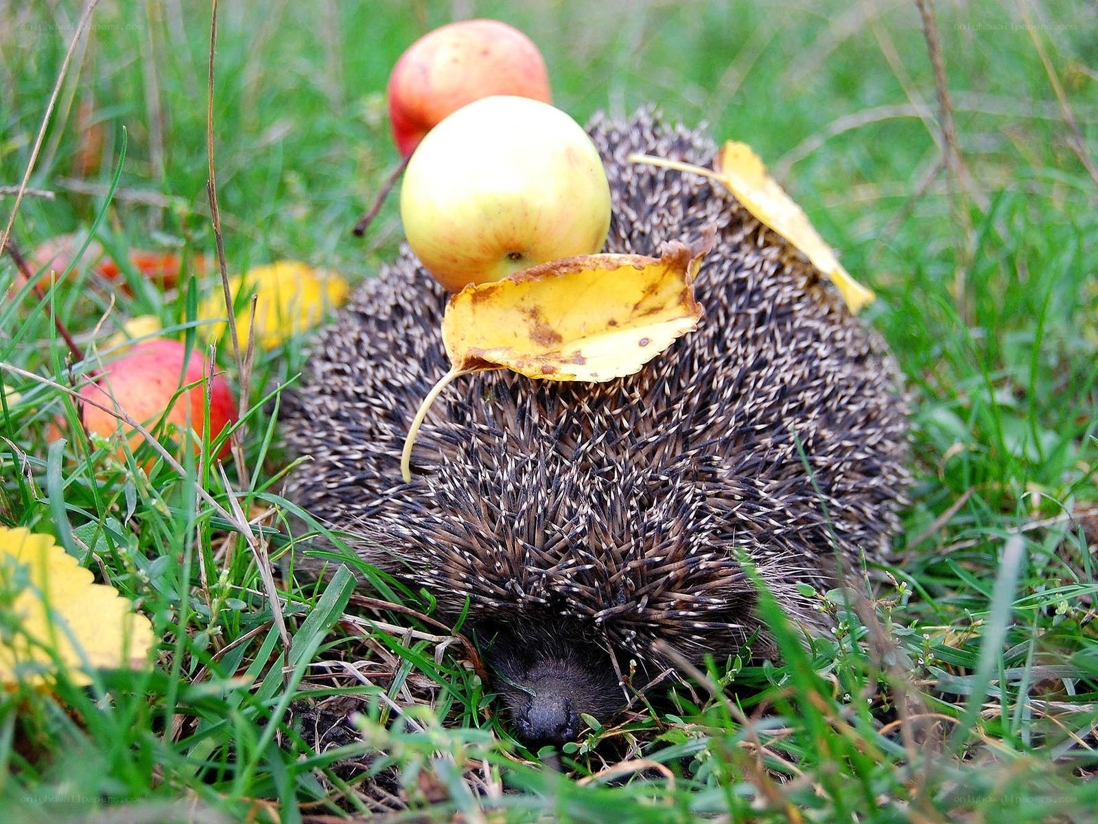 Hedgehog with apples and leaves