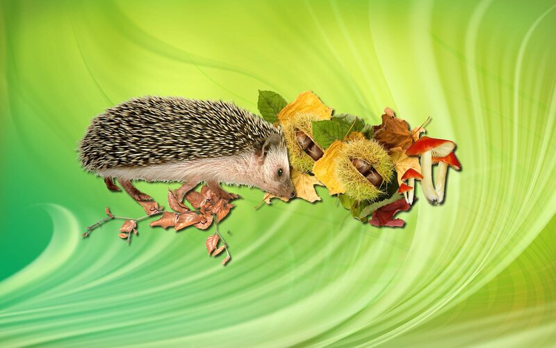 Hedgehog with Autumn Items