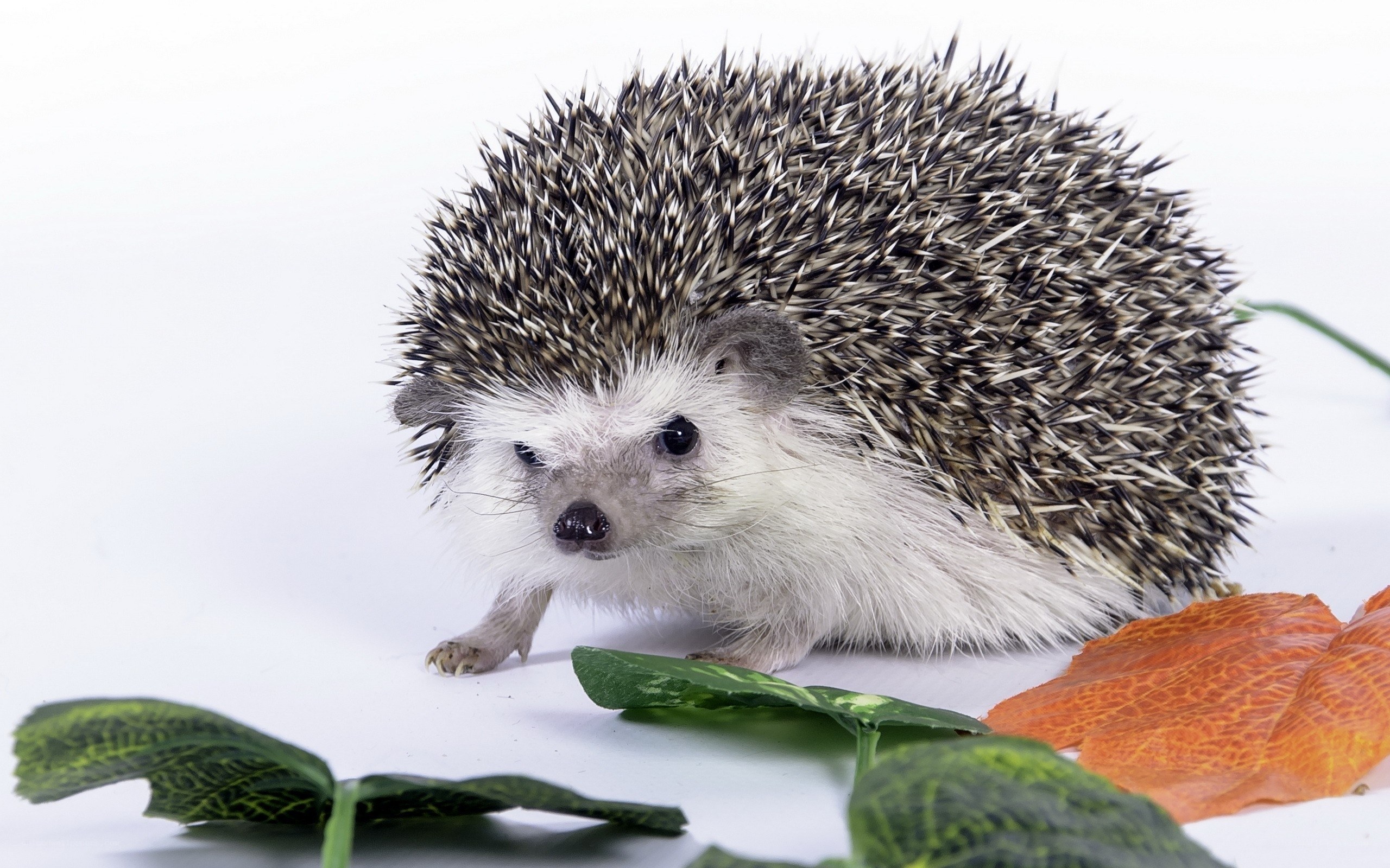 Hedgehog with autumn leaves