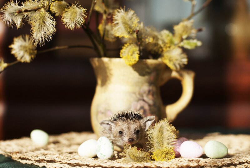 Hedgehog with Easter eggs