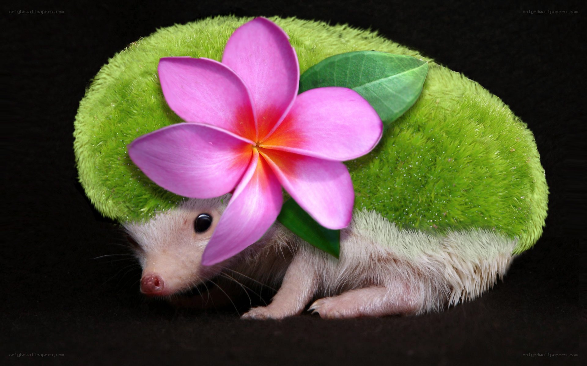 hedgehog with flower decoration