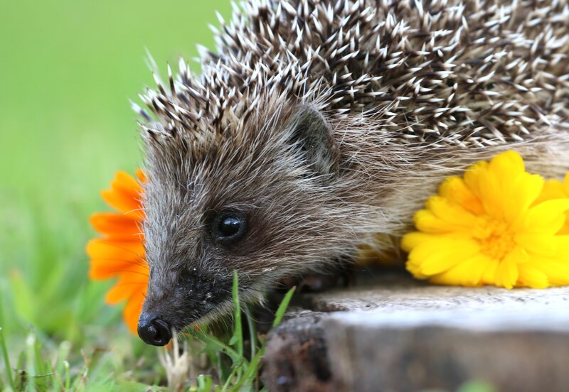 Hedgehog with flowers
