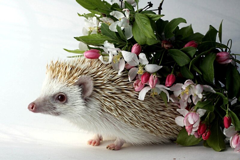 Hedgehog with Flowers — White
