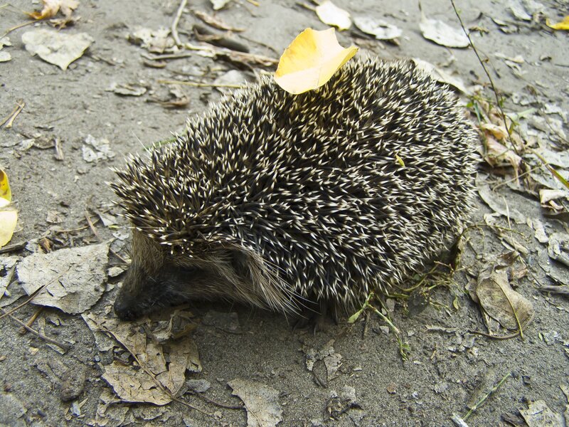 Hedgehog with leaf on back