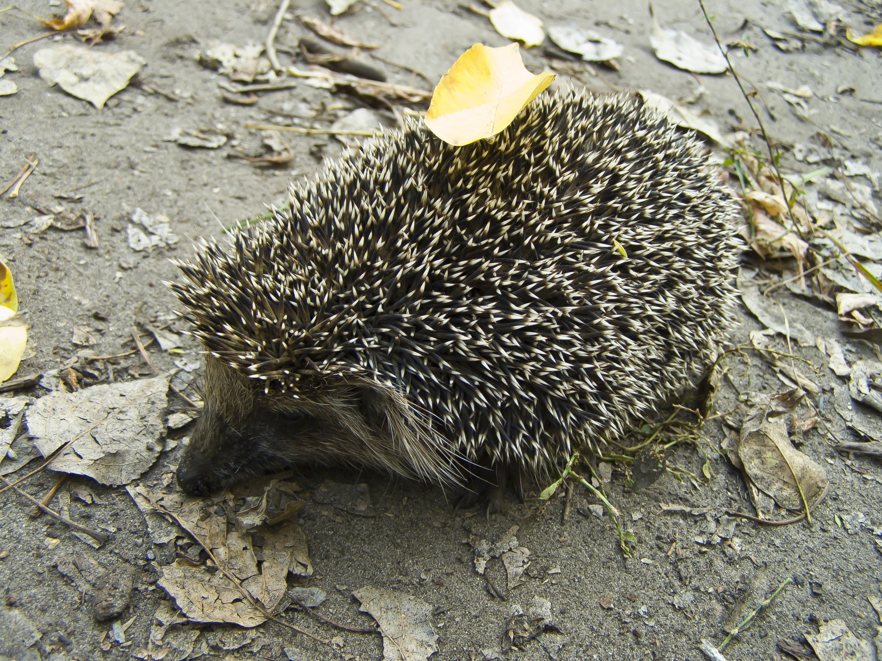 Hedgehog with leaf on back