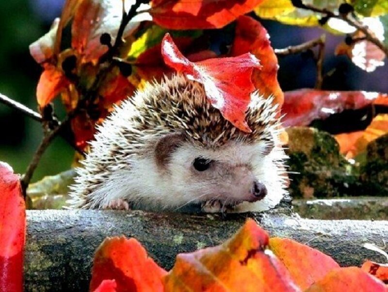 Hedgehog with Leaf — Red
