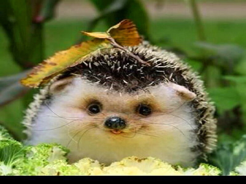 Hedgehog with Leaf