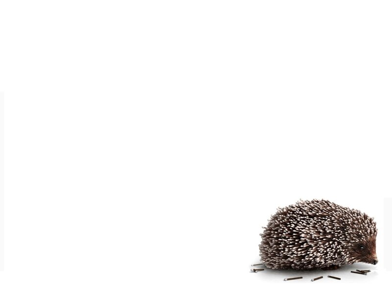 Hedgehog with matchsticks