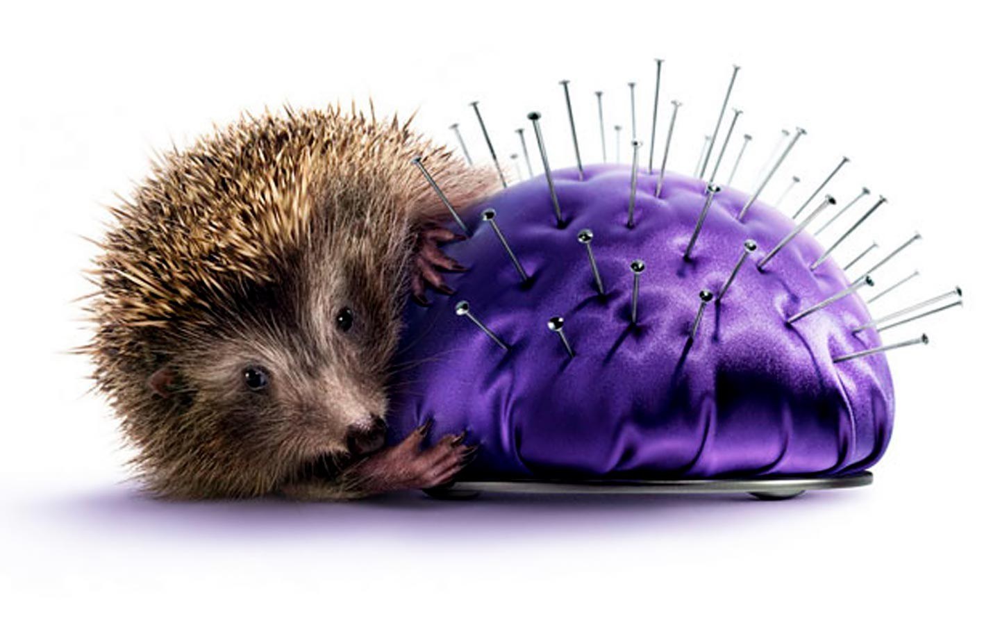 hedgehog with pin cushion