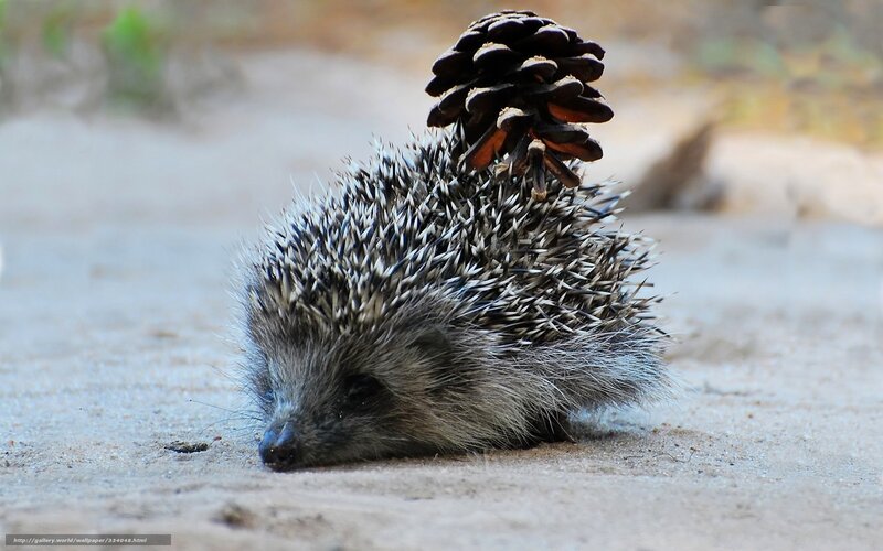 Hedgehog with Pinecone — Gray, Calm