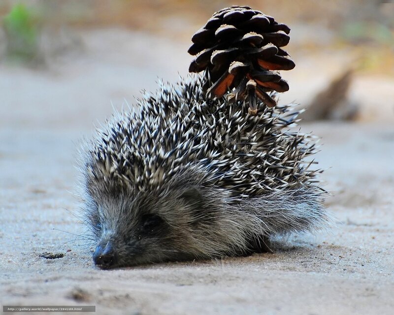 Hedgehog with Pinecone — Gray