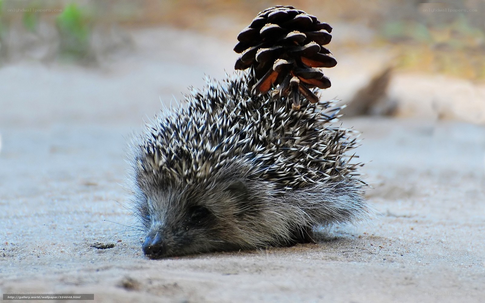Hedgehog with pinecone on back