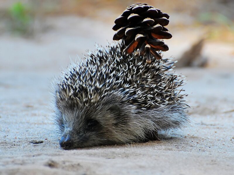 hedgehog with pinecone on back
