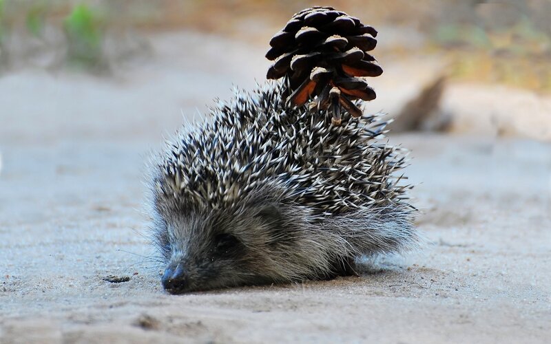 Hedgehog with pinecone on back