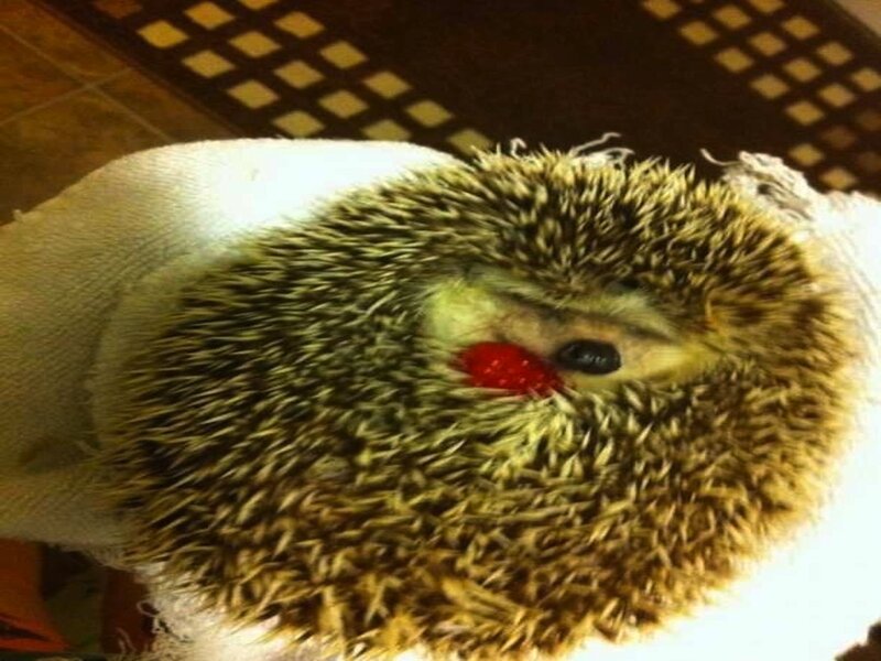 Hedgehog with Red Object