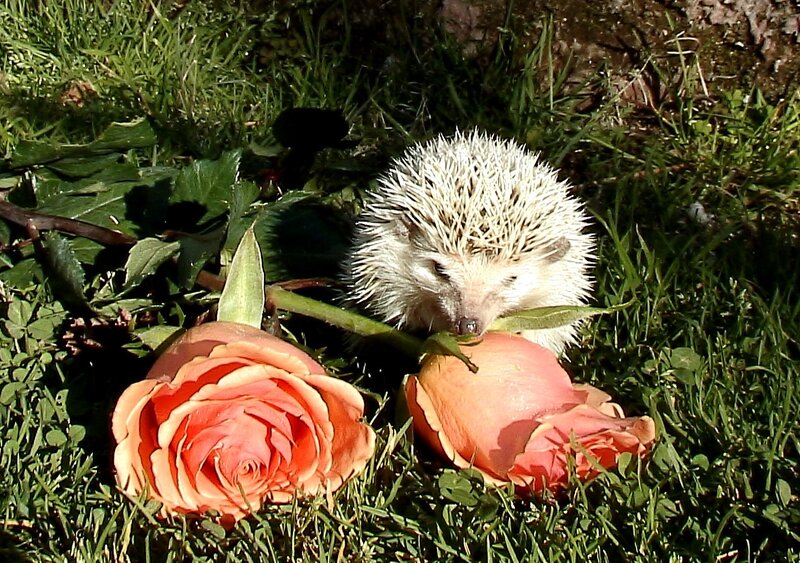 Hedgehog with Roses