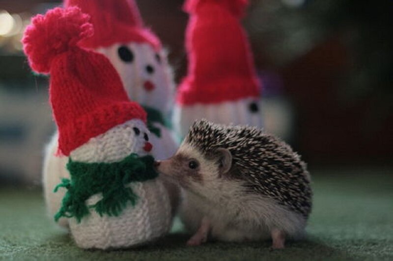 Hedgehog with Snowmen