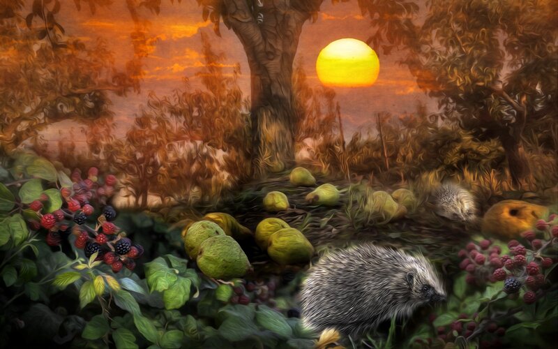 Hedgehogs in Forest