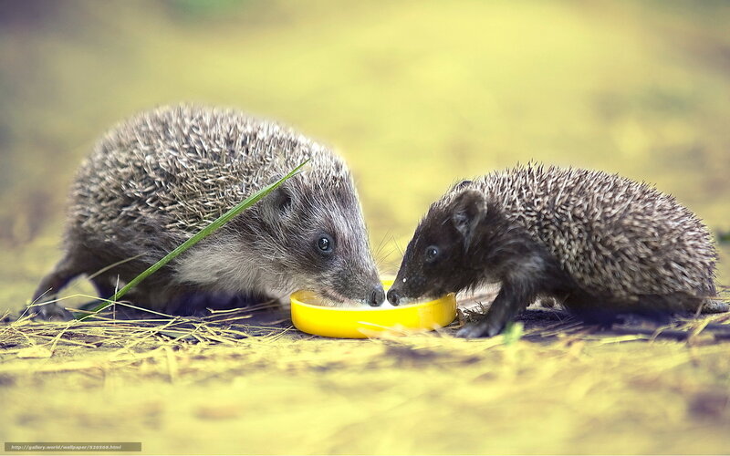 Hedgehogs sharing a meal