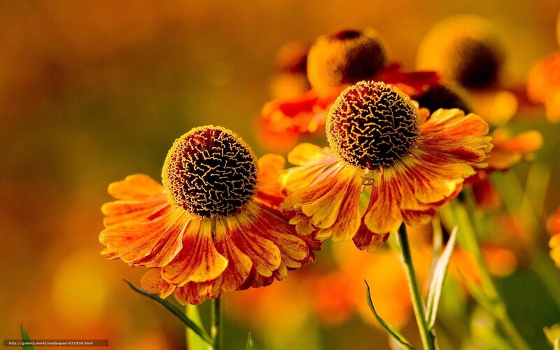 Helenium Flowers in Sunlight