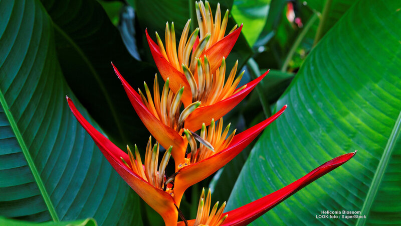 Heliconia Blossom