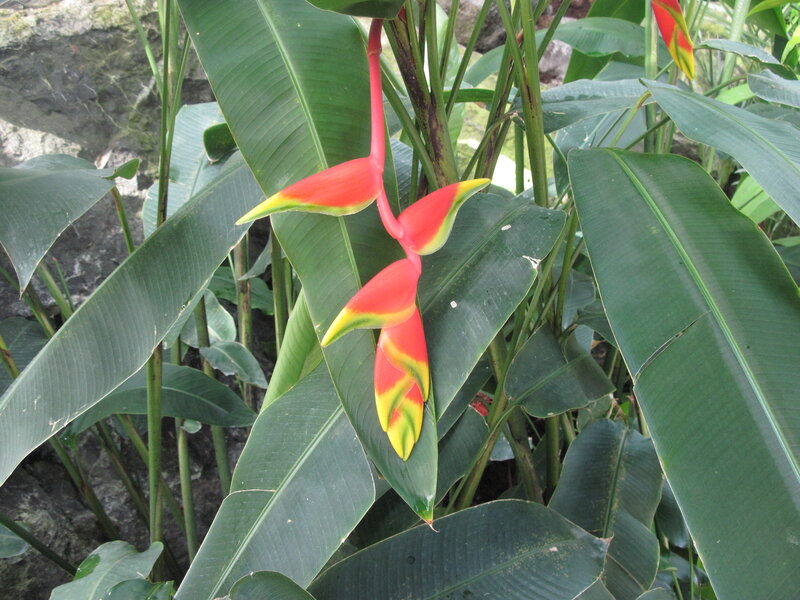 Heliconia Flower Cluster — Green