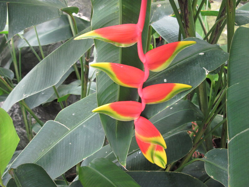 Heliconia Flower Cluster — Red, Natural