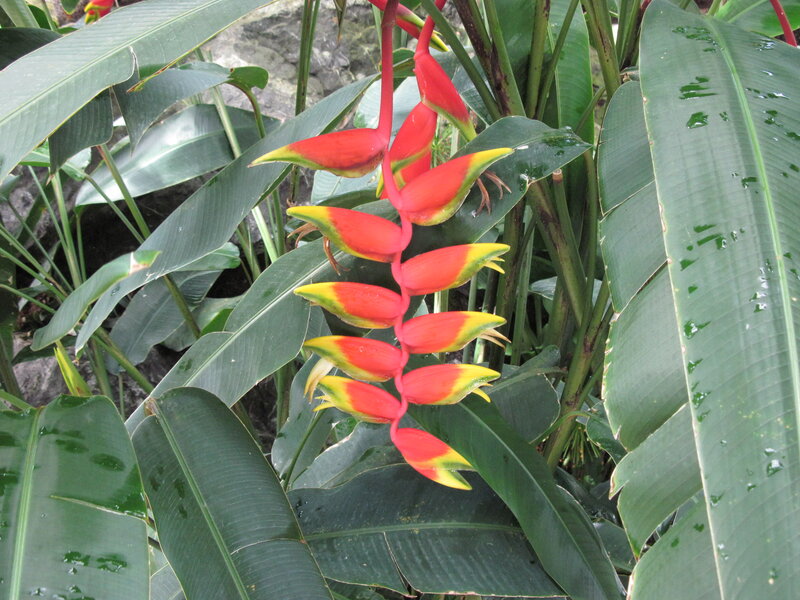 Heliconia Flower Cluster — Red, Tropical