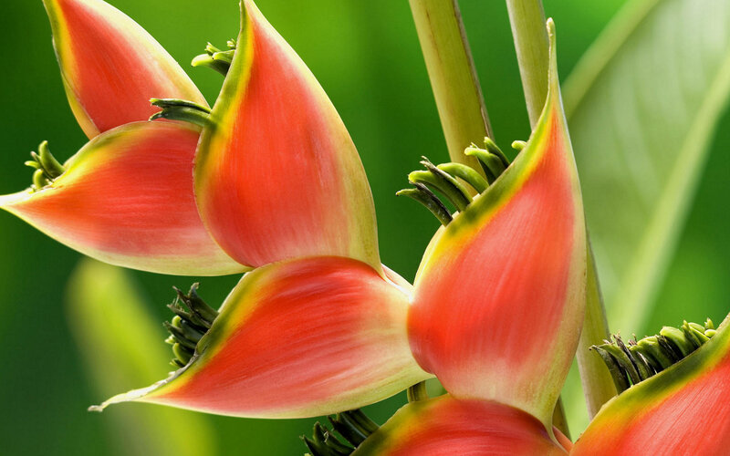 Heliconia Flower Cluster