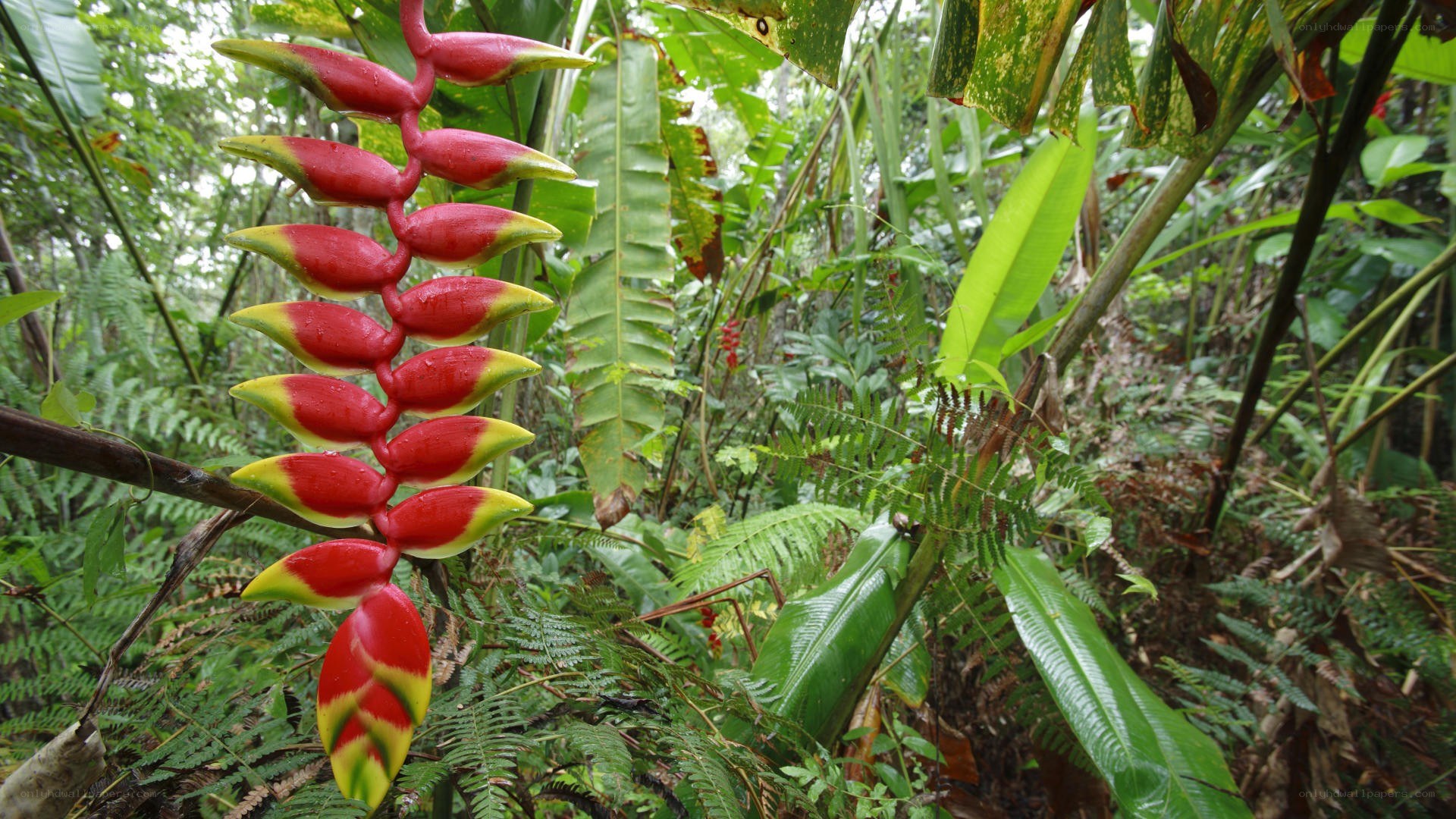 Heliconia flower in rainforest