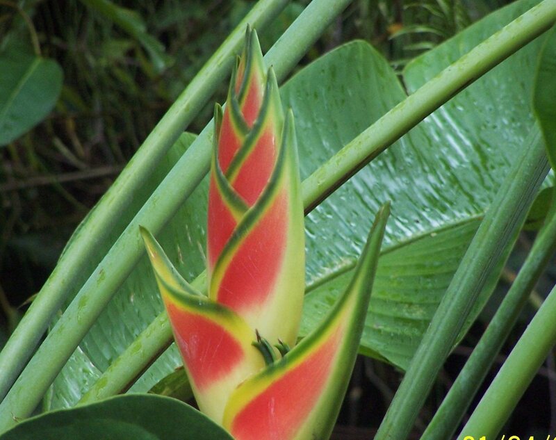 Heliconia flower in tropical foliage