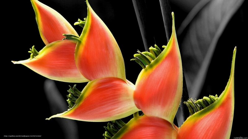 Heliconia Flower — Red, Dramatic