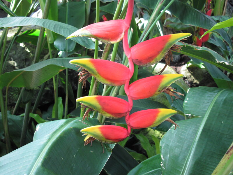 Heliconia Flower — Red, Natural, Afternoon
