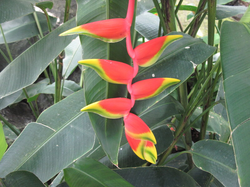 Heliconia Flower — Red, Natural