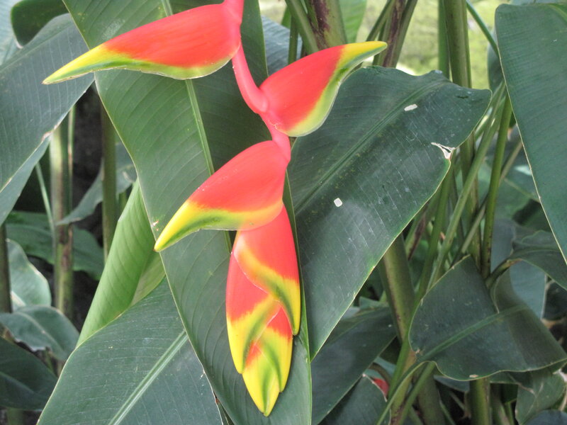 Heliconia Flower — Red