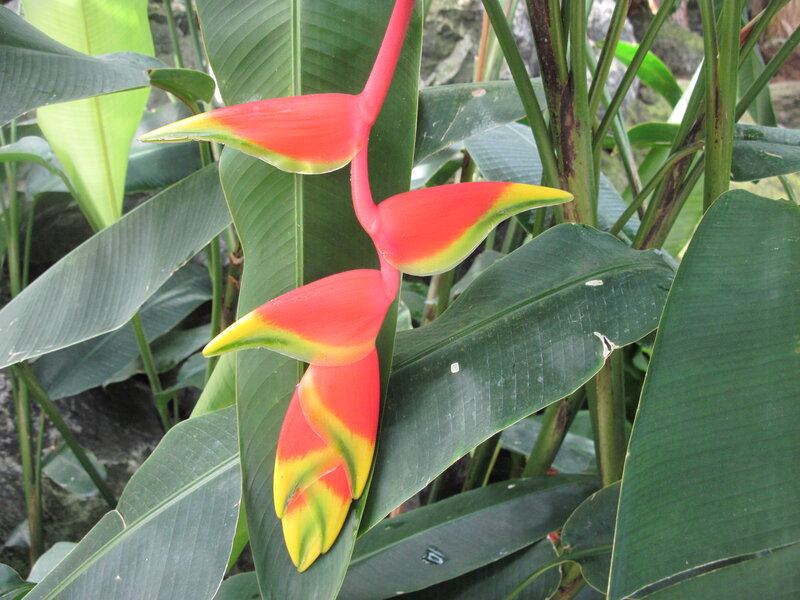 Heliconia Flower
