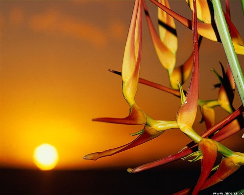 Heliconia flowers at sunset