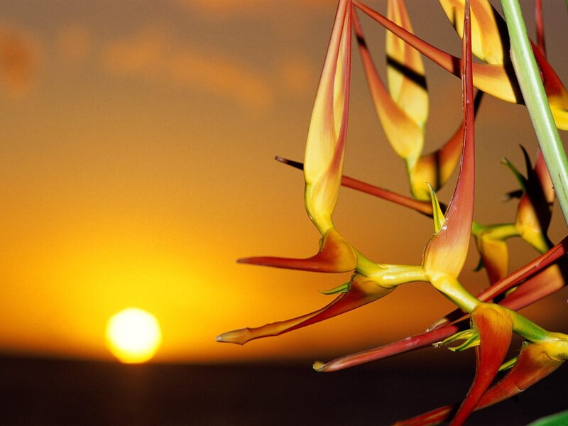 Heliconia flowers at sunset