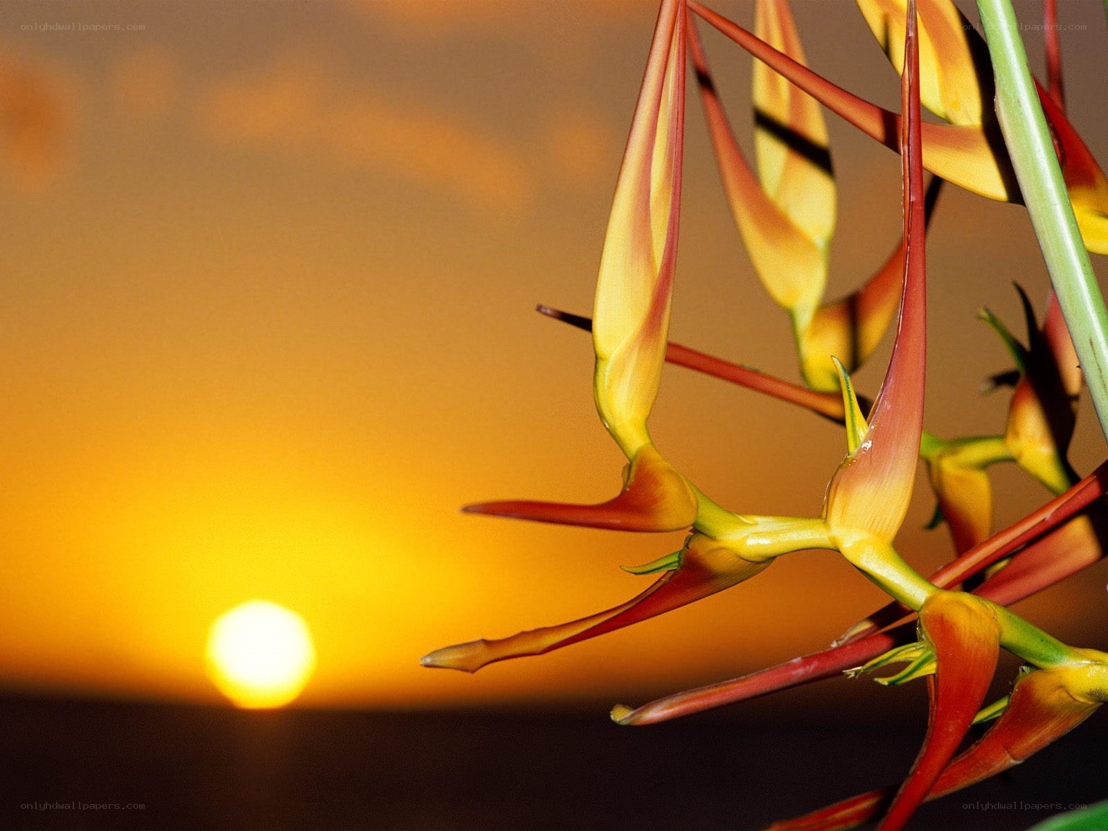 Heliconia flowers at sunset