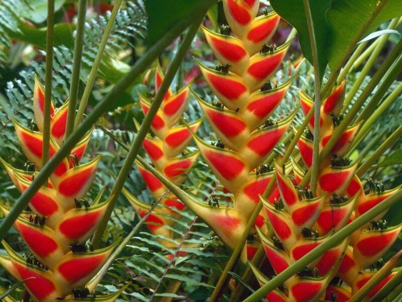 Heliconia Flowers