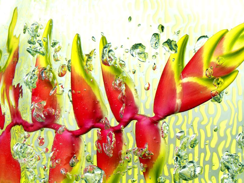Heliconia flowers underwater